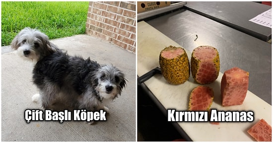 Gördüğünüz Anda Beyninizin Size Oyun Oynadığını Düşüneceğiniz Birbirinden Enteresan Fotoğraflar