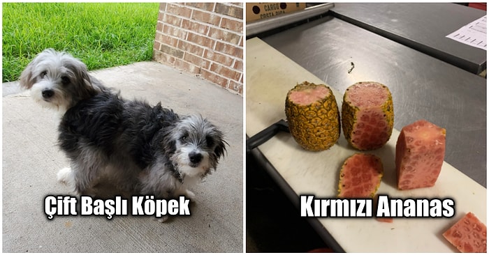 Gördüğünüz Anda Beyninizin Size Oyun Oynadığını Düşüneceğiniz Birbirinden Enteresan Fotoğraflar