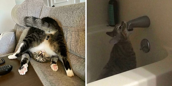 Кошки вне контекста: 15 новых фотографий пушистиков, которые не поддаются объяснению