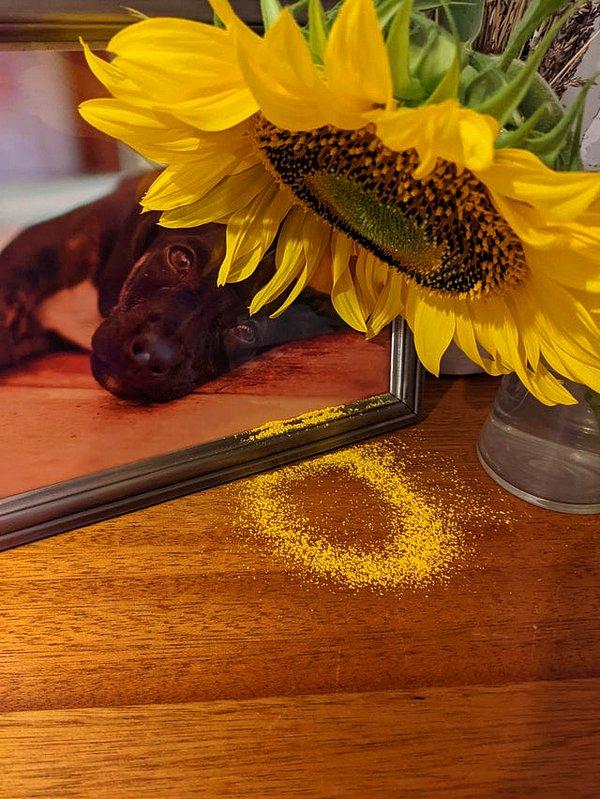 14. "Ayçiçeğimden dökülen polenler masamın üzerinde sarı bir halka oluşturmuş."