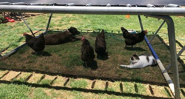 11. Avustralya'da sıradan bir yaz günü.