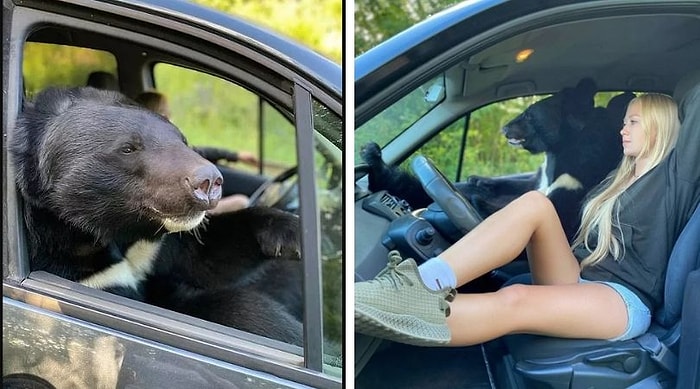 Гималайский медведь разъезжает по Новосибирску на пассажирском сиденье