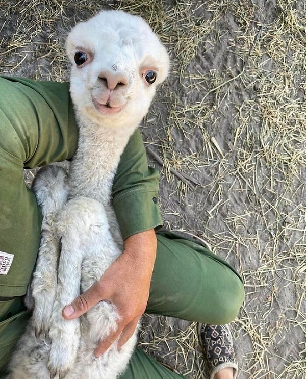 7. Маленькая лама