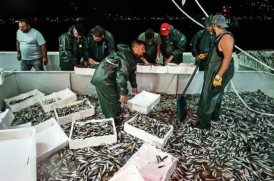 Av Yasağı Kalktı: Sezonun İlk Balıkları Avlandı