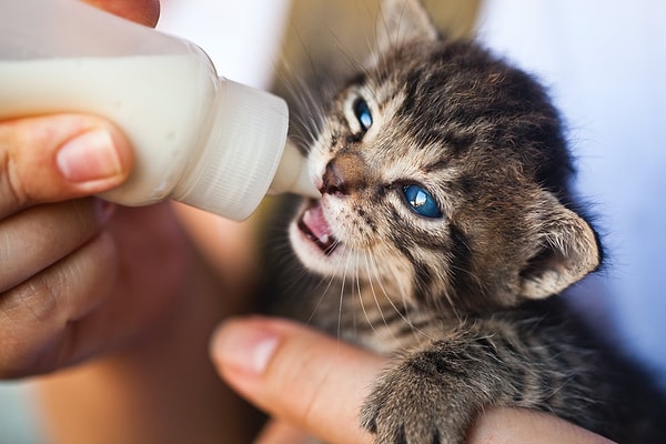 3. Kediler her gün süt içmelidir.