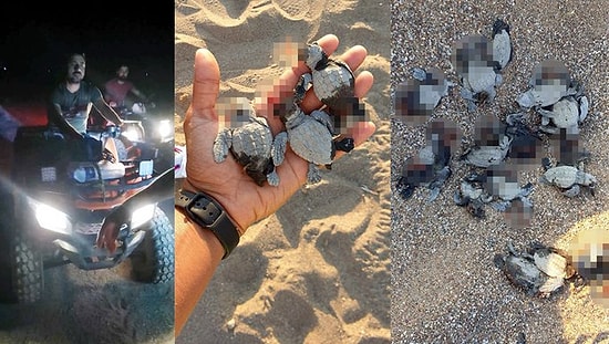 Yasağa Rağmen ATV Araçları ile Gece Sahile Giren 2 Kişi Caretta Caretta Yuvalarını Ezdi: 16 Yavru Öldü
