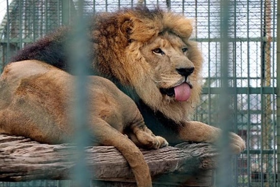 Ankara'da Mahallenin Ortasında Hayvanat Bahçesi: Vatandaşlar Gazeteye İlan Verdi