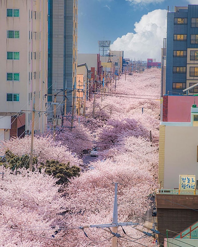 6. Güney Kore'nin Jeju şehrinde bahar pespembe geçiyor!
