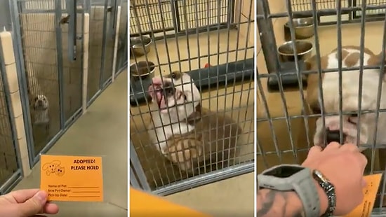 Barınaktan Sahiplenileceğini Anlayan Köpeğin Heyecan Dolu Anlarını İzlerken Gözlerinizden Kalpler Fışkıracak