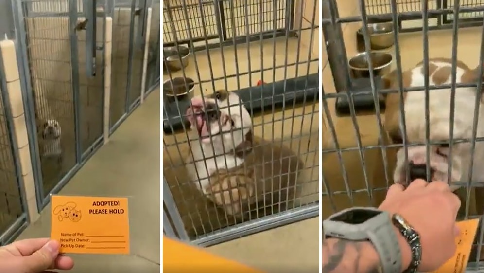 Barınaktan Sahiplenileceğini Anlayan Köpeğin Heyecan Dolu Anlarını İzlerken Gözlerinizden Kalpler Fışkıracak