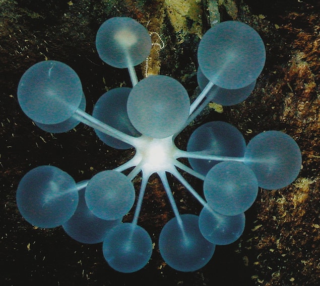 27. Pingpong tree sponge
