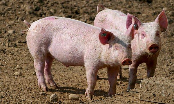Hastalanan domuzlar genellikle belirti göstermiyor.