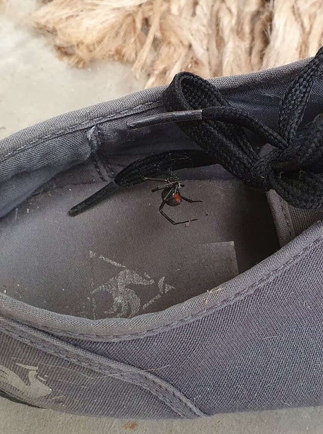 14. Yeni paranoya ve fobilerin kazanıldığı bir ülke olduğunu söyleyebiliriz.