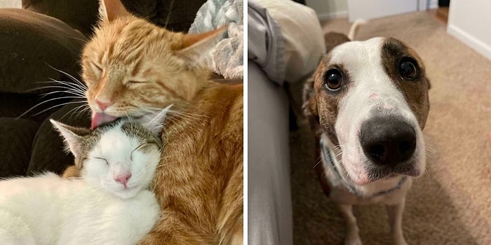 16 самых милых и трогательных фото с животными, которых спасли в прошлом месяце и приютили в их новый дом (Подборка за август)