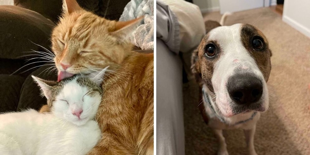 16 самых милых и трогательных фото с животными, которых спасли в прошлом месяце и приютили в их новый дом (Подборка за август)