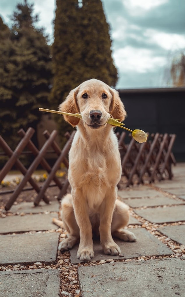 13. Köpek sahiplenmek ölüm ihtimalinizi %24 oranında azaltır.