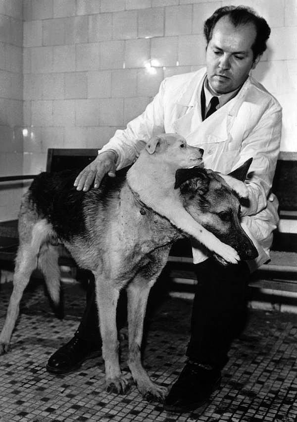 6. Dr. Vladimir Demikhov'un iki başlı köpeği.