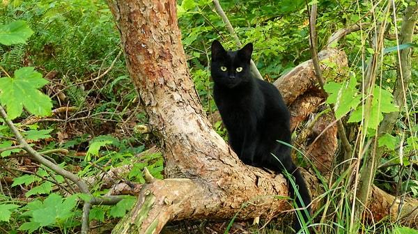 Siyah kediler, denizcilerin en iyi arkadaşıdır.