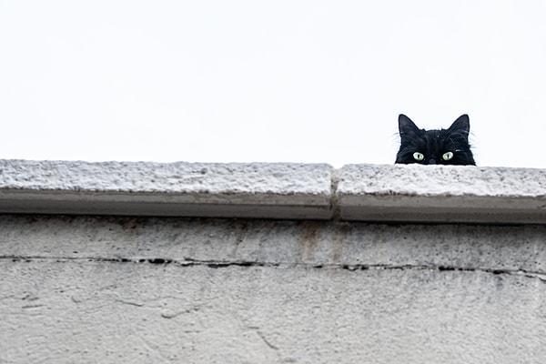 Siyah kedilerin fotoğrafını çekmek zor, ama imkansız değil.