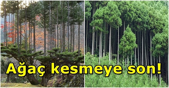 Japonların Ağaç Katliamı Yapmadan Odun Elde Edebildiği Mucize Yöntem: Daisugi Tekniği