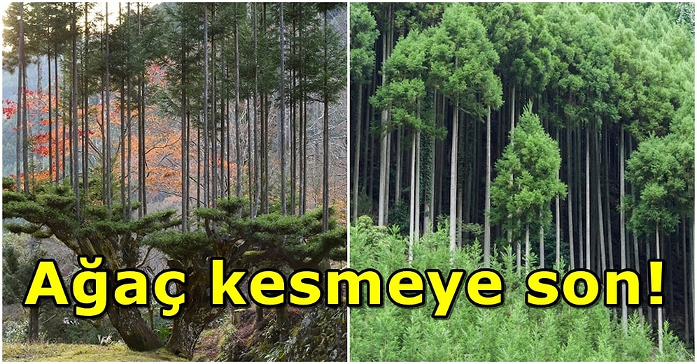 Japonların Ağaç Katliamı Yapmadan Odun Elde Edebildiği Mucize Yöntem: Daisugi Tekniği
