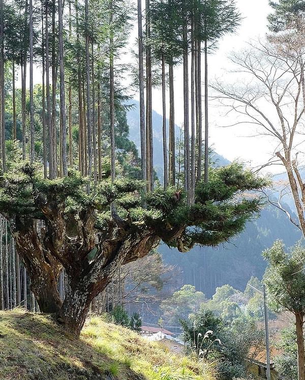 Sedir ağacı, bonsai ağacı gibi düzenli olarak budanıyor ve aşılanıyor.