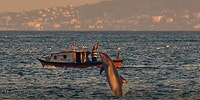 Ekrem İmamoğlu, 'Boğaz Bugün Yunuslarla Güzelleşti' Diyerek İstanbul Boğazı'ndaki Yunusları Paylaştı
