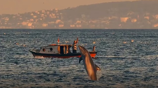 Ekrem İmamoğlu, 'Boğaz Bugün Yunuslarla Güzelleşti' Diyerek İstanbul Boğazı'ndaki Yunusları Paylaştı