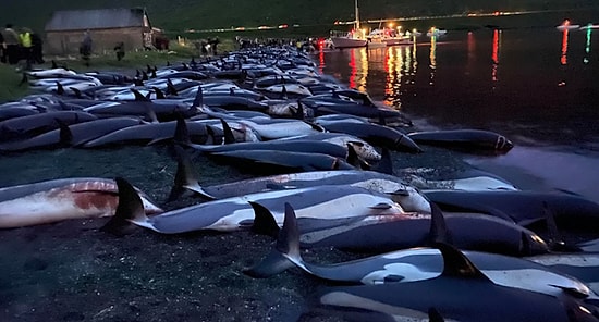 Kültürel Kimliğin Bir Parçasıymış: Faroe Adaları'nda 1.400 Yunus Bıçaklanarak Öldürüldü