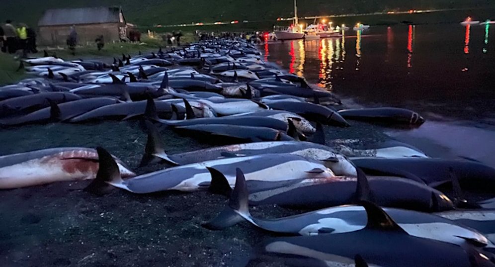 Kültürel Kimliğin Bir Parçasıymış: Faroe Adaları'nda 1.400 Yunus Bıçaklanarak Öldürüldü