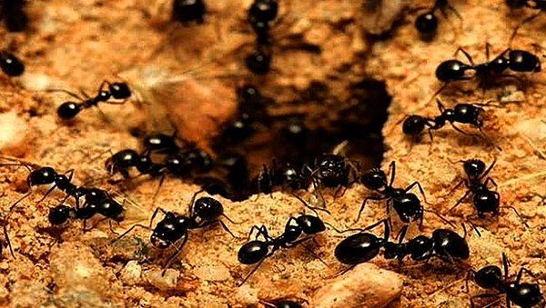 Araştırmacılar, ahtapotların yetersiz kaldıkları yerde karıncalar ve termitlerin son derece başarılı olabileceklerini belirtiyor.