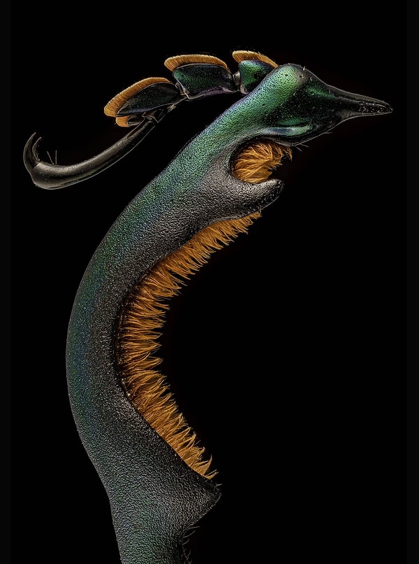 10. Задняя лапа самца лягушачьего жука (Sagra buqueti), 4-кратное увеличение объектива