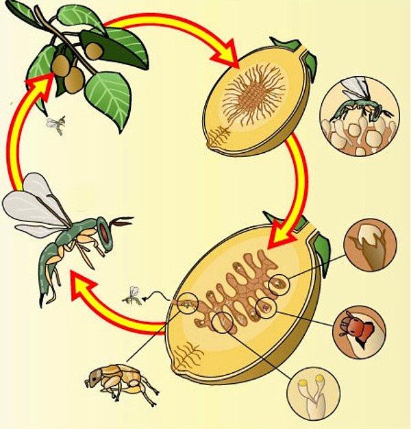 Peki gelelim bu sürecin nasıl işlediğine: Bazı incir türleri erkek bazıları dişidir, dişileri tozlaştırmak için incir arısına ihtiyacı vardır.