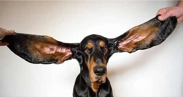 Dünyanın en uzun kulaklı köpeği Lou, 34 cm kulaklarıyla 'yaşayan en uzun kulaklı köpek' oldu.