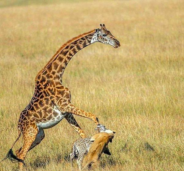 1. Yavrusunu aslandan kurtarmaya çalışan bir zürafa: