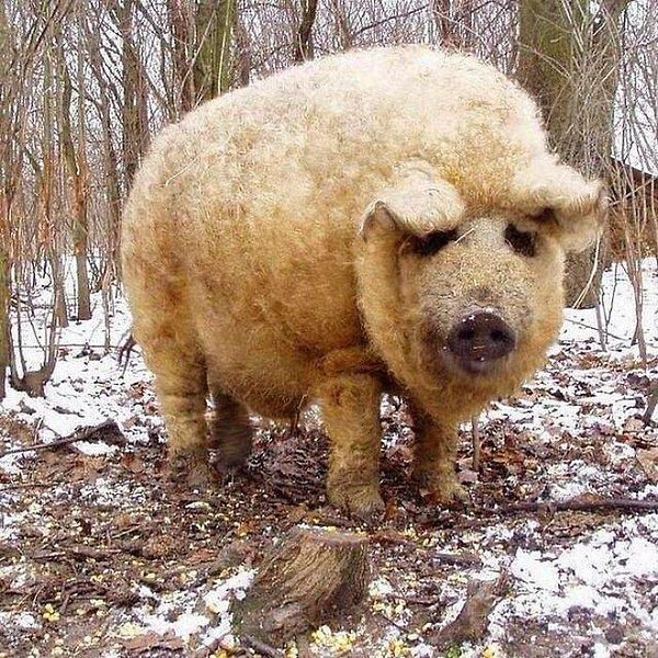 2. Mangalitsa domuzu, koyuna benzer uzun, kalın kürke sahip tek domuz cinsidir.