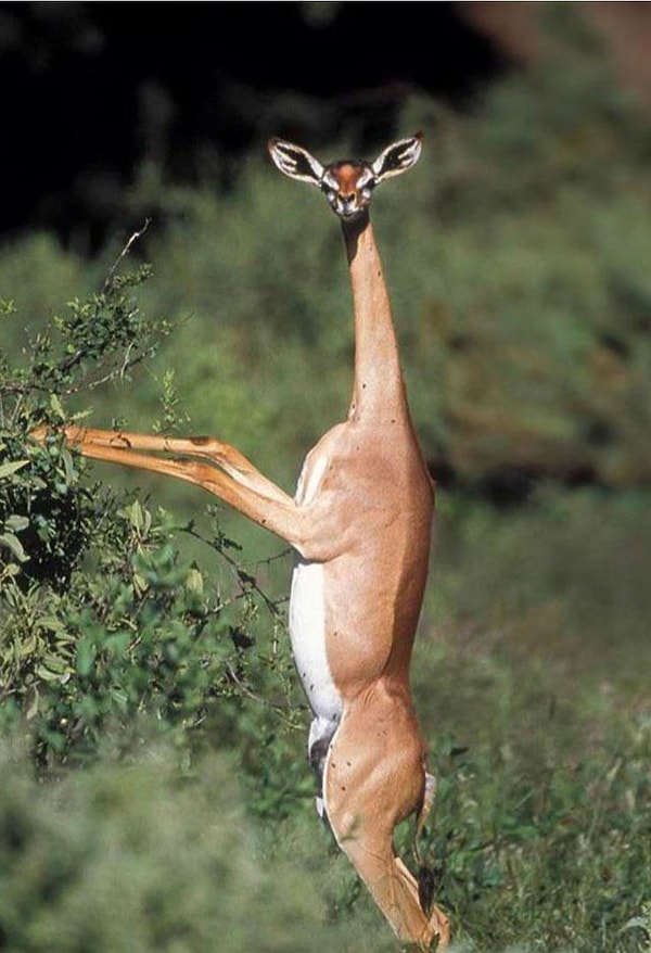 15. Ve son olarak; adı Somali'de 'zürafa boyunlu' anlamına gelen 'gerenuk', uzun boyunlu antiloplara denir. Başları boyutlarına göre küçük, gözleri ise büyüktür.