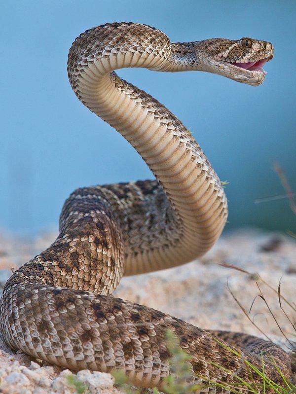 8. Çıngıraklı yılan