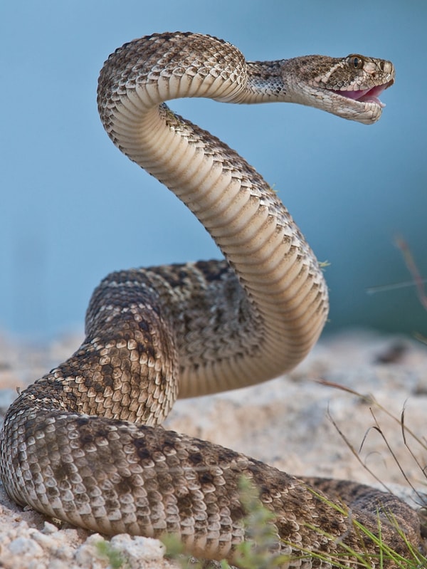 8. Çıngıraklı yılan