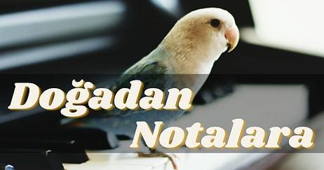 Müzik İlham Almaktır! Doğanın Müzisyenleri Kuşlardan Esinlenilmiş 12 Eser