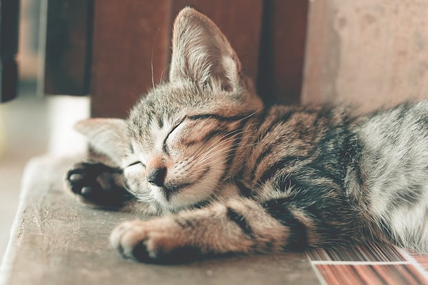 Kedi