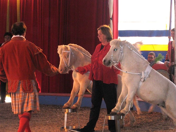 3. Цирк с животными