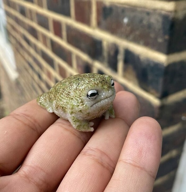 5. Дождевая лягушка