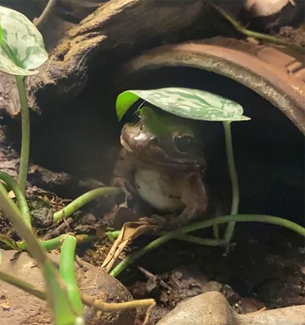 9. Какая же принцесска