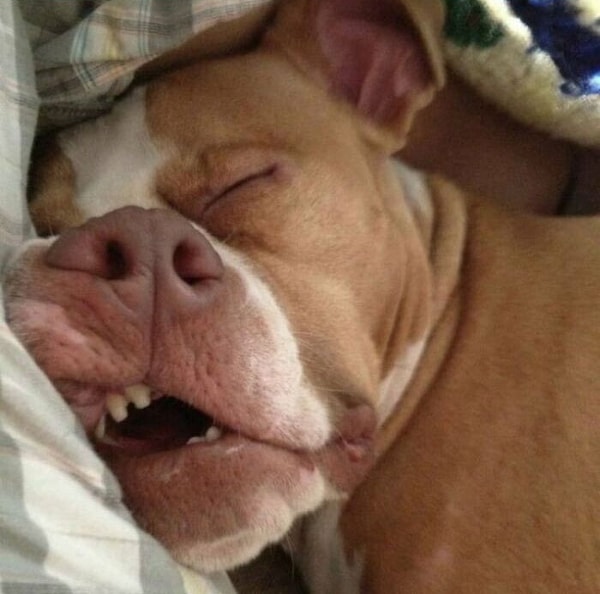 5. В приюте сказали что она очень стеснительная, и не может долгое время быть рядом с людьми. Но вот, что я вижу каждый день утром