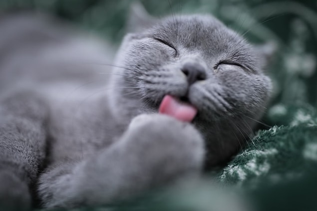 1. Les chats passent la moitié de la journée à se lécher.