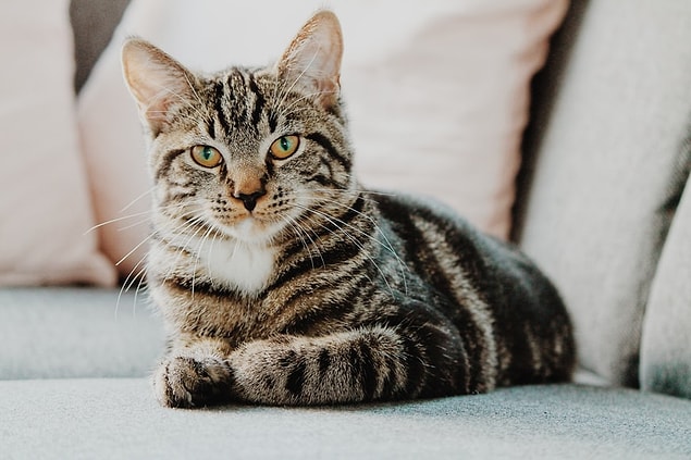 2. Le ronronnement d'un chat ne signifie pas seulement qu'il est heureux, il peut parfois ronronner lorsqu'il est en colère ou stressé.