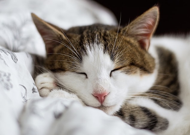 4. Pour les amoureux des chats
