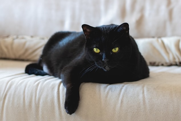 13. En Allemagne, on pense que si un chat noir court de gauche à droite, il porte malheur et s'il court de droite à gauche, il porte bonheur.