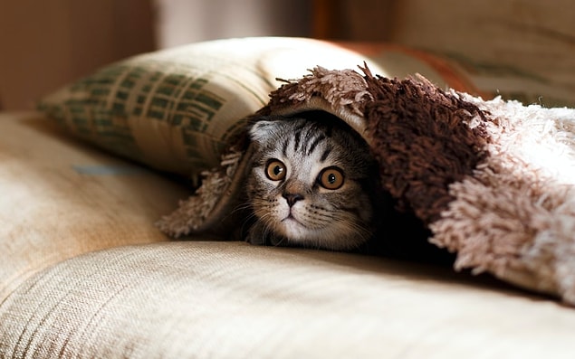 23. Les experts ne savent toujours pas exactement pourquoi les chats miaulent.